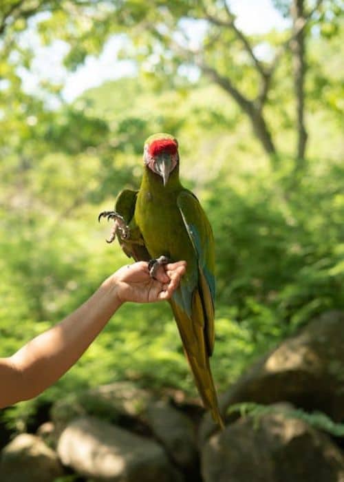 Soldier's Macaw