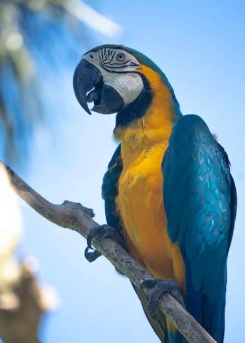 Ara Parrot