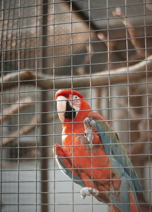 Ara Parrot