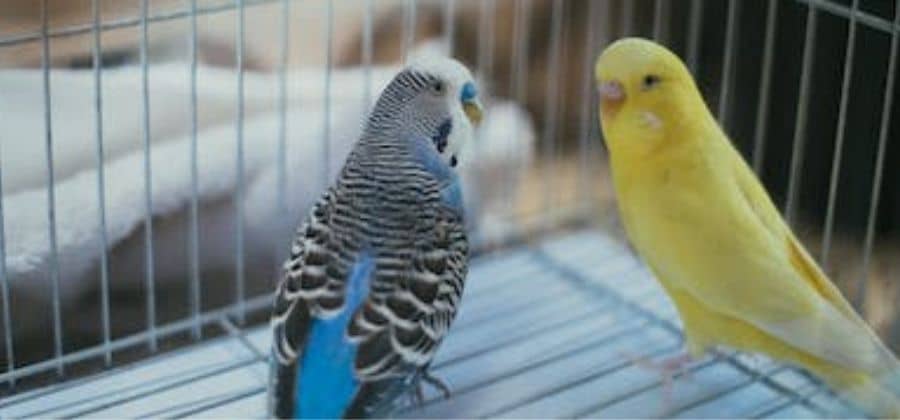 Two male budgerigars in one cage