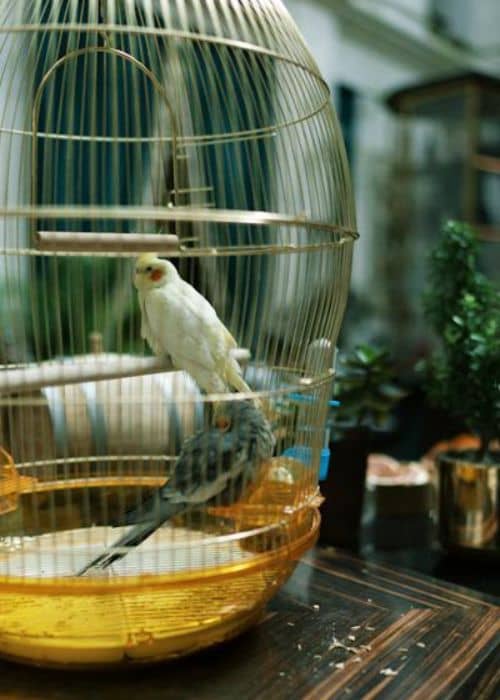 Two male budgerigars in one cage