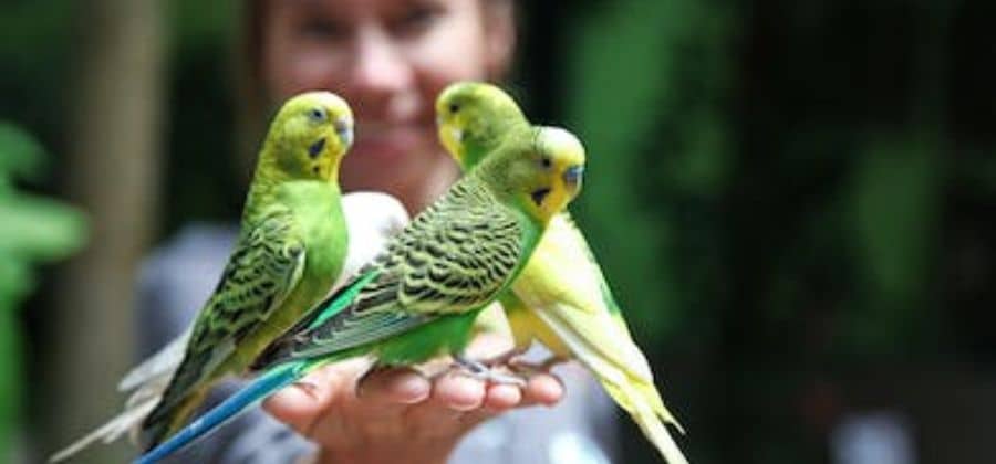 Is It Necessary To Let A Parrot Out Of Its Cage To Fly?