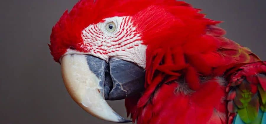 Red Macaw