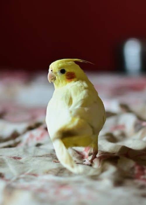 Is it necessary to let a parrot out of its cage to fly?