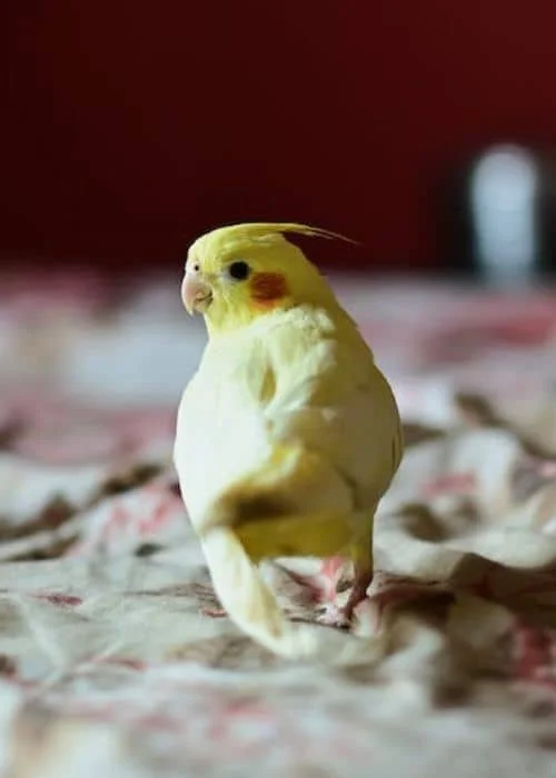 Is it necessary to let a parrot out of its cage to fly?