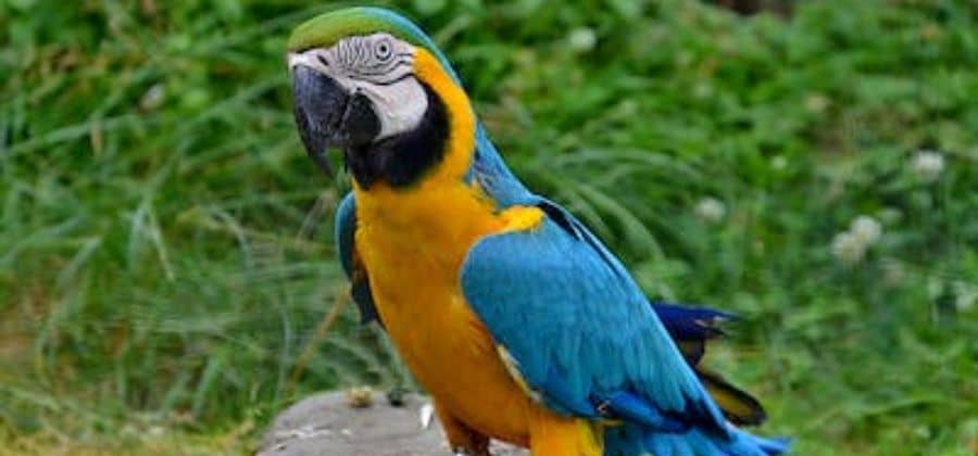Blue And Yellow Macaw