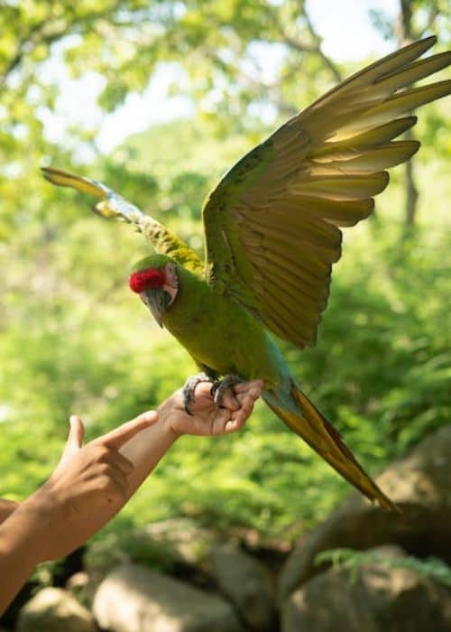 Soldier's Macaw