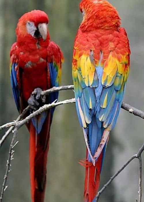 Red Macaw