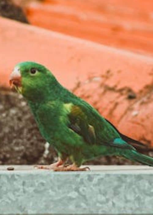 Is it necessary to let a parrot out of its cage to fly?
