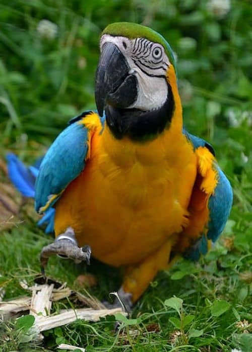 Blue And Yellow Macaw