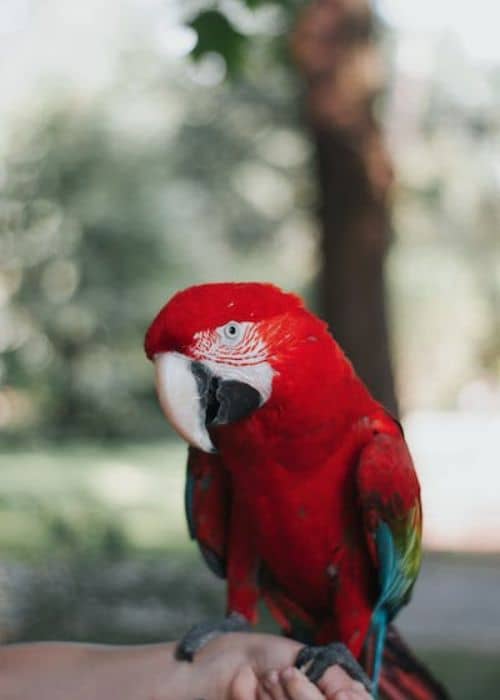 Red Macaw