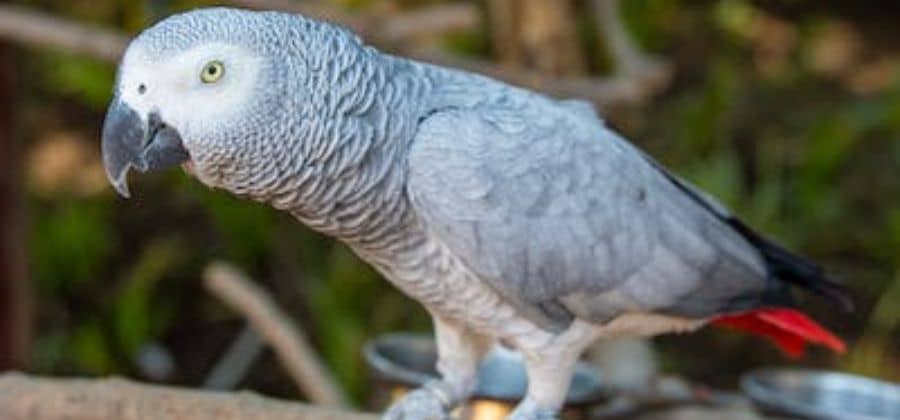 Red Tailed Gray Parrot