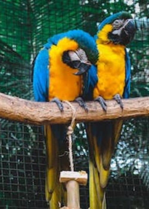 Blue And Yellow Macaw
