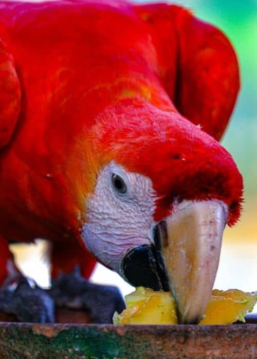 Red Macaw