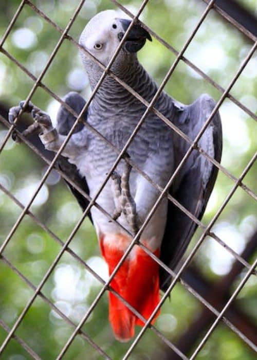Red Tailed Gray Parrot
