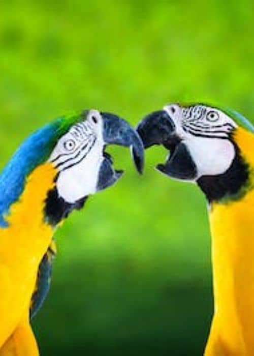 Blue And Yellow Macaw