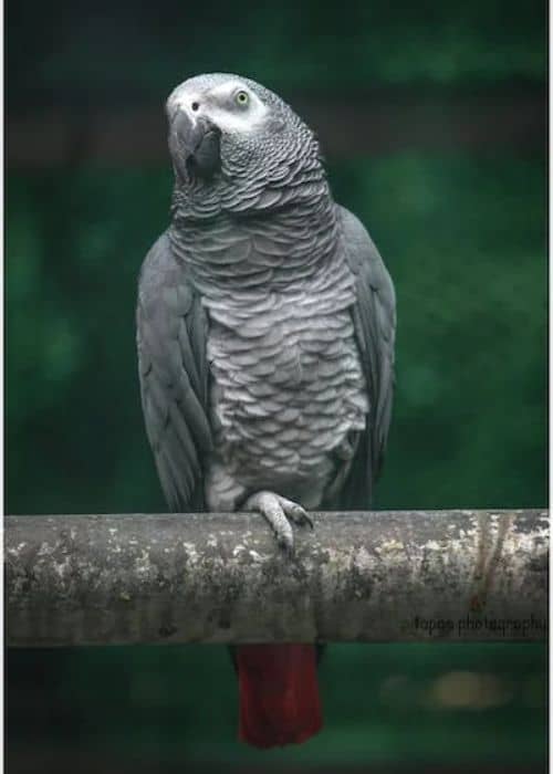 Red Tailed Gray Parrot