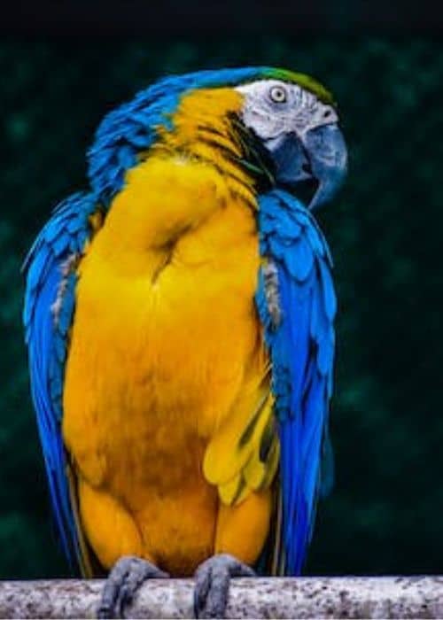 Blue And Yellow Macaw