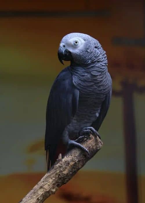 Red Tailed Gray Parrot