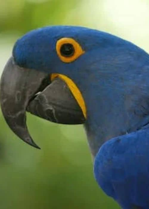 Hyacinth Macaw