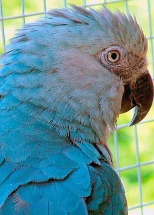 Blue Macaw