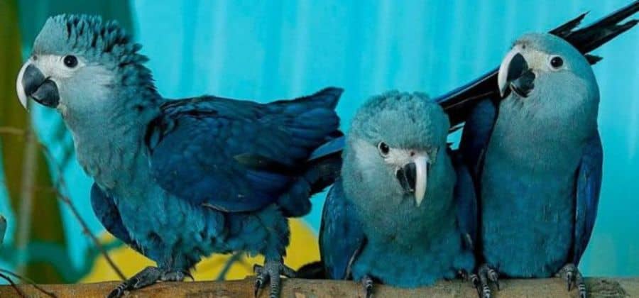 Blue Macaw