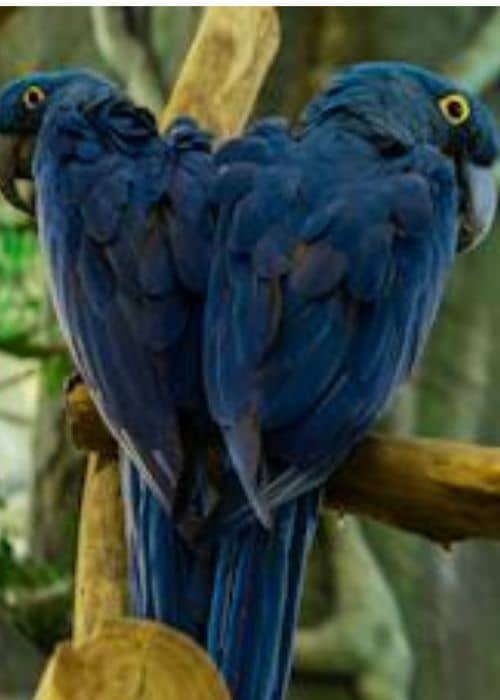 Hyacinth Macaw