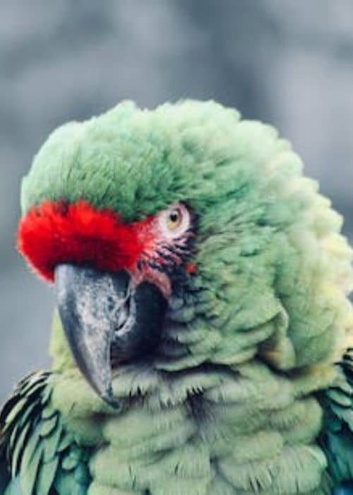 Soldier's Macaw