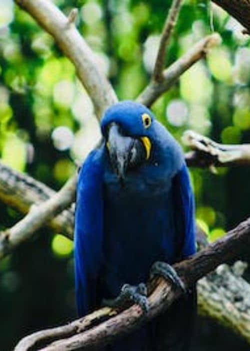 Hyacinth Macaw