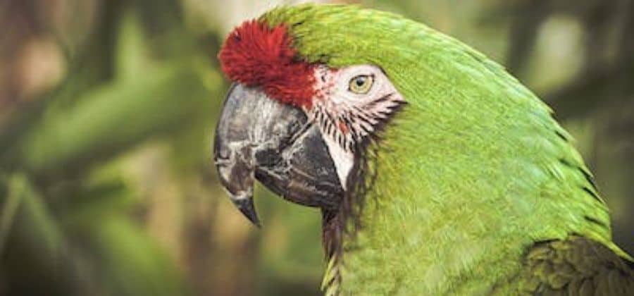 Soldier's Macaw