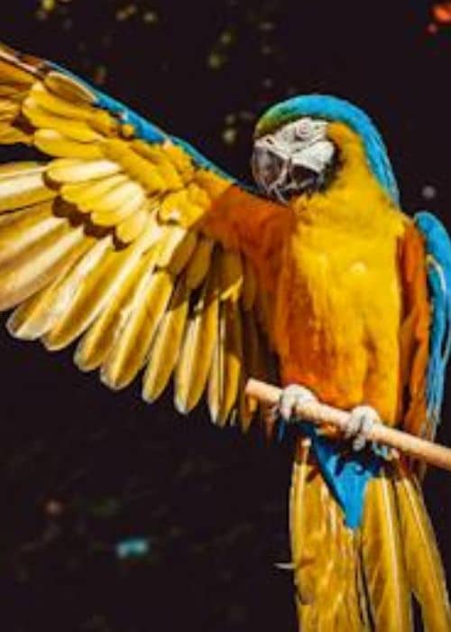 Ara Parrot