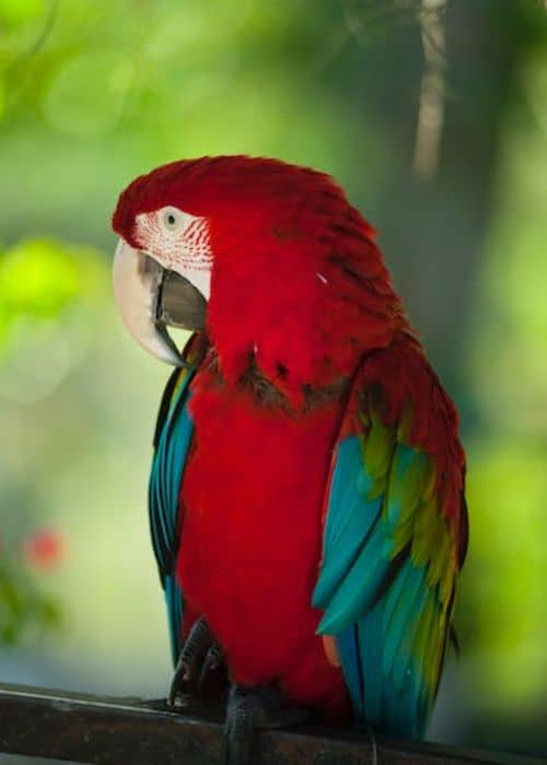 Ara Parrot