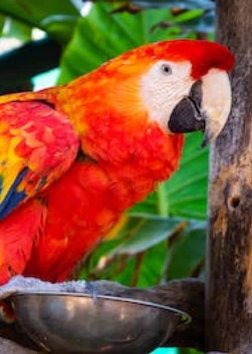 Ara Parrot