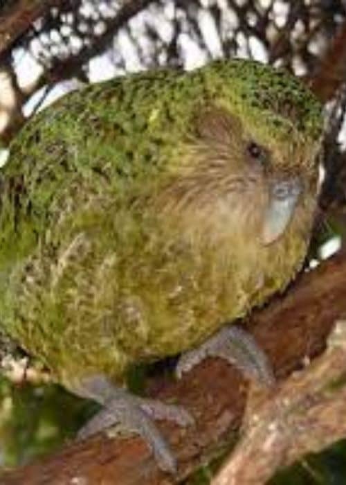 Kakapo Parrot
