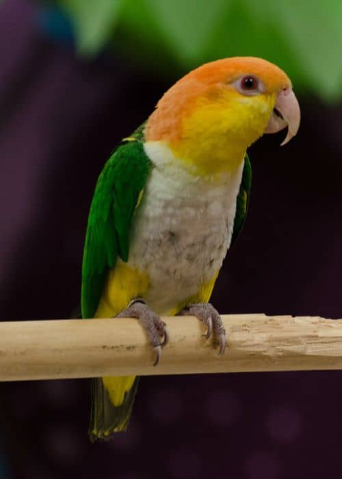 Caique Parrot