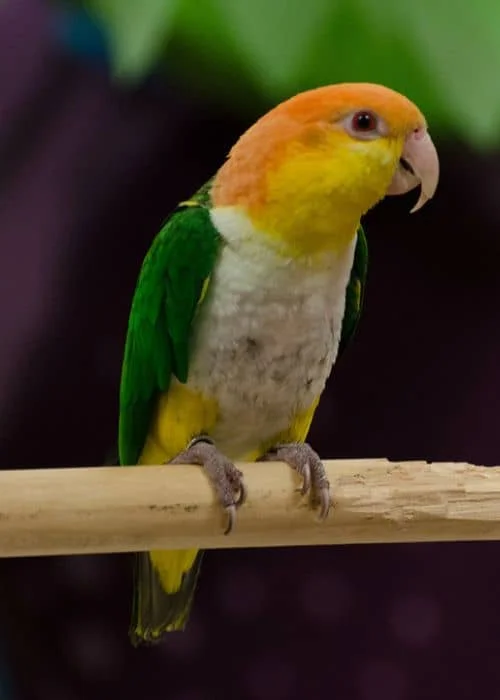Caique Parrot