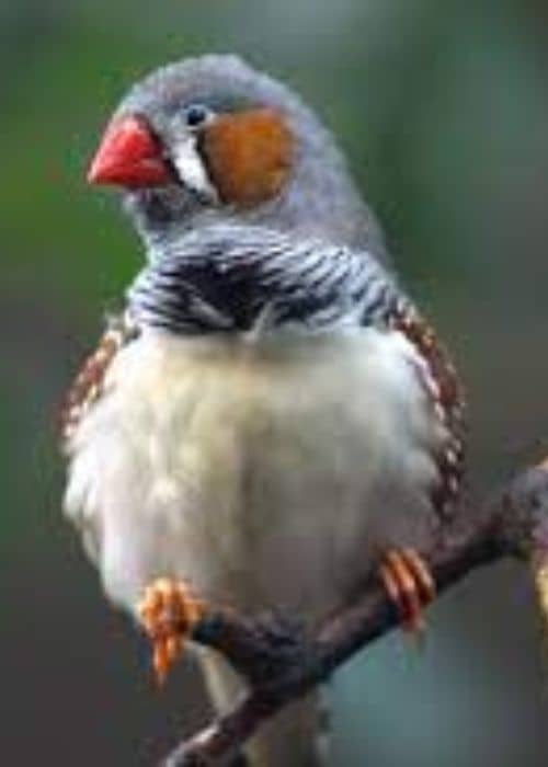 finches birds