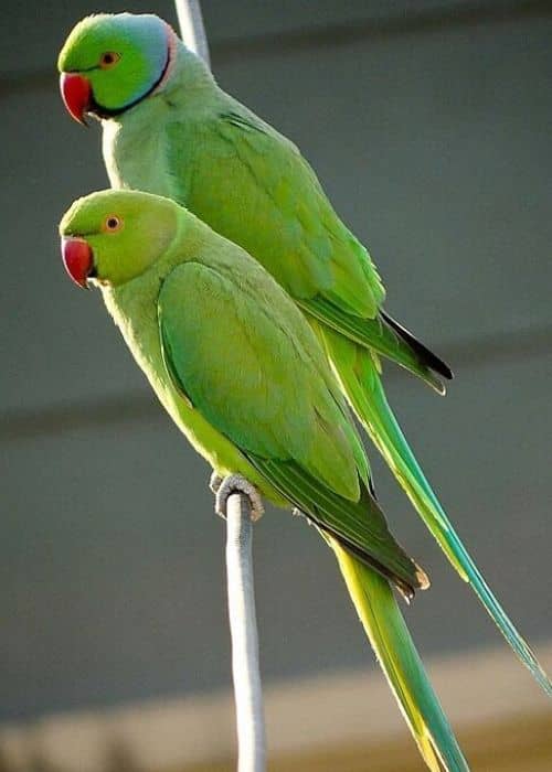 Ringed parrots