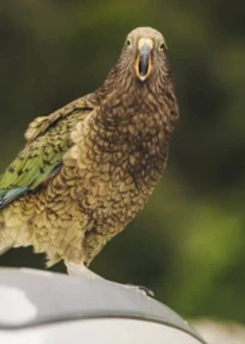Kea Parrot