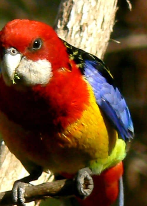 Rosella Parrot