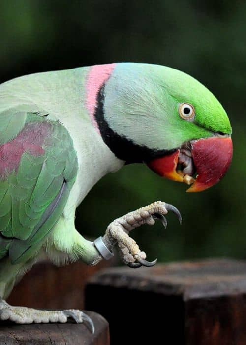  Alexandrine Parrot