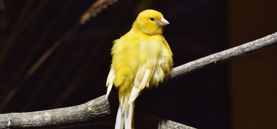 Names for canaries
