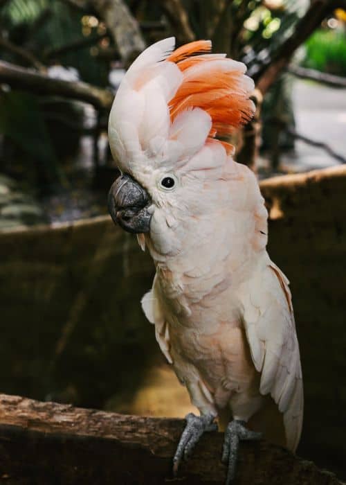 Pink Cockatoo Parrot