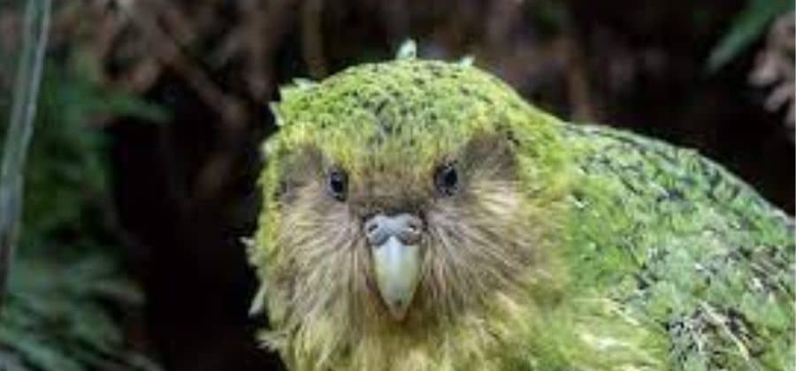 How To Kakapo Parrot