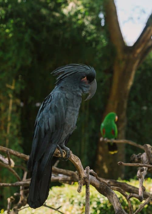 Black Cockatoo Parrot