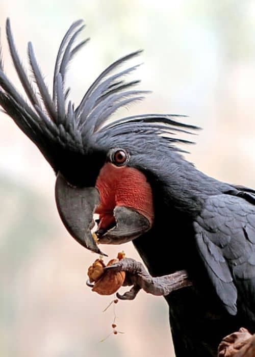 Black Cockatoo Parrot