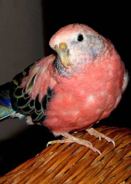 Pink Bellied Parrot