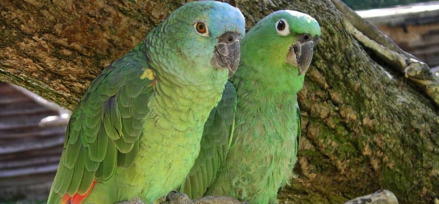 Amazon Parrot