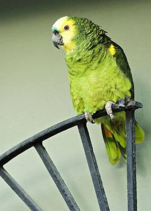 Congo parrot