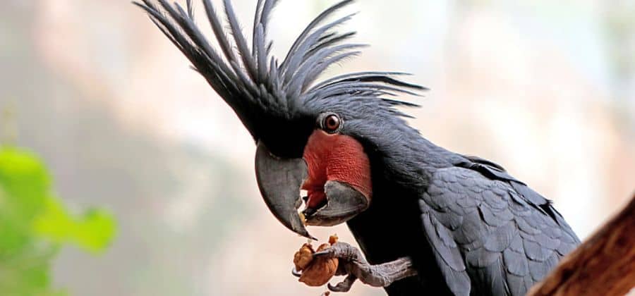 Black Cockatoo Parrot